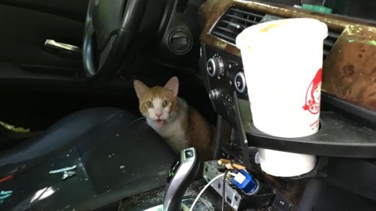 Reckless Teen Steals BMW Full of Kittens, Leads Police on a 500 Mile Long Chase 
